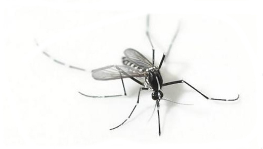 5 Lý do bạn bị muỗi đốt nhiều hơn người khác